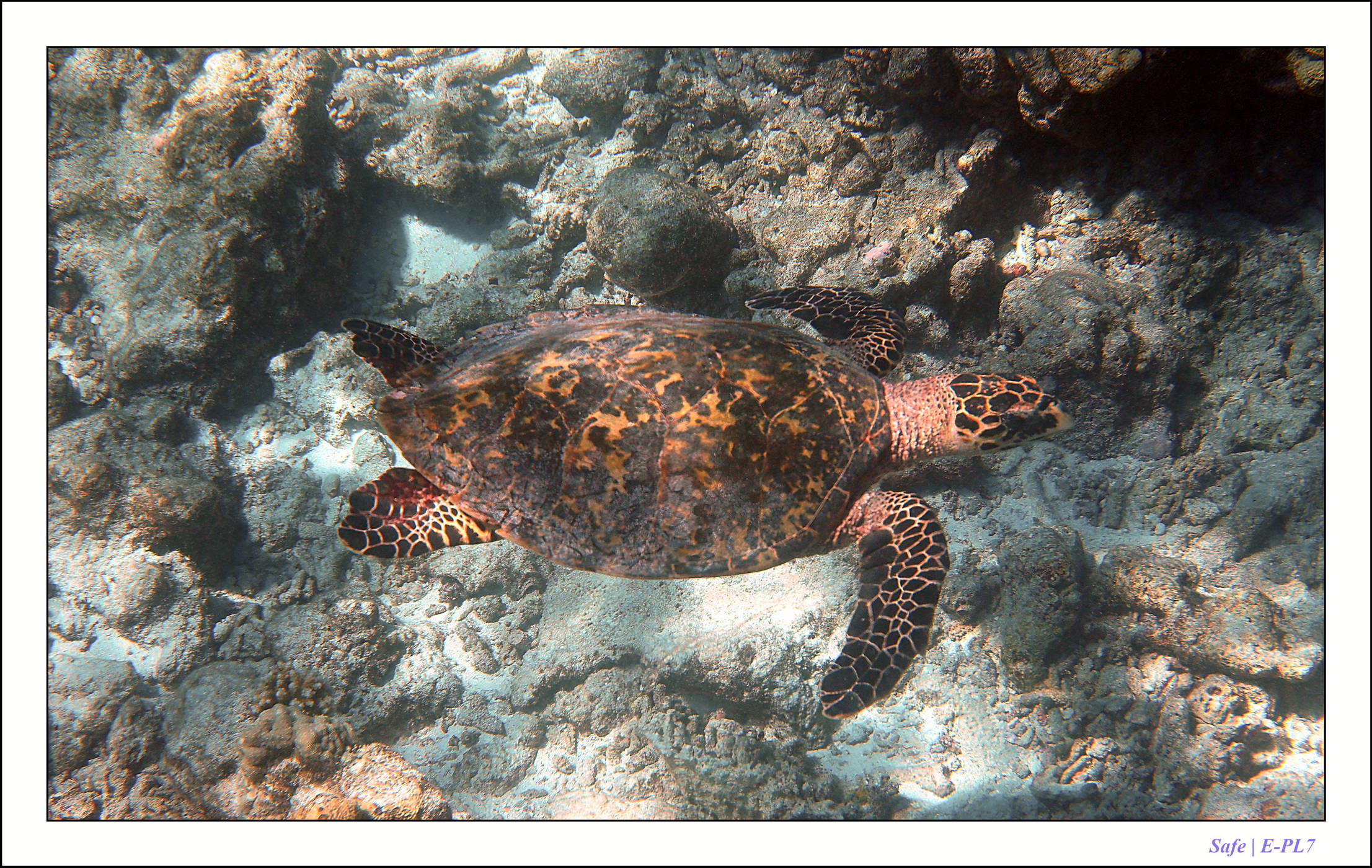 2022 - 07 - snorkeling Maldives - 045